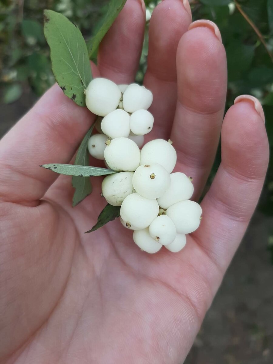 Снежноягодник округлый