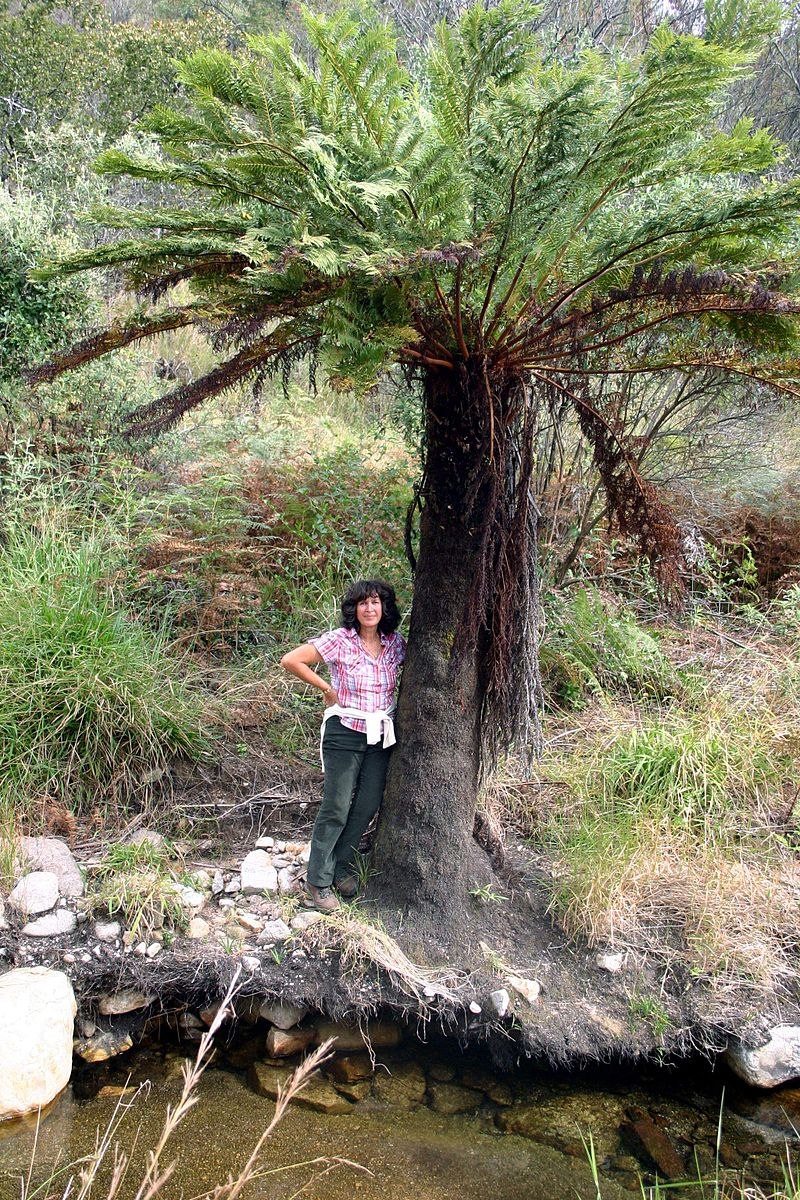 Мини экскаватор Kobelco sk025