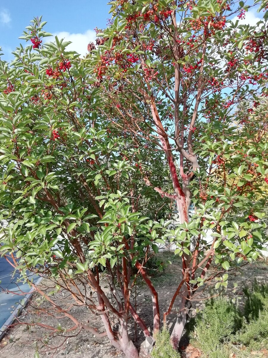 Madroño дерево