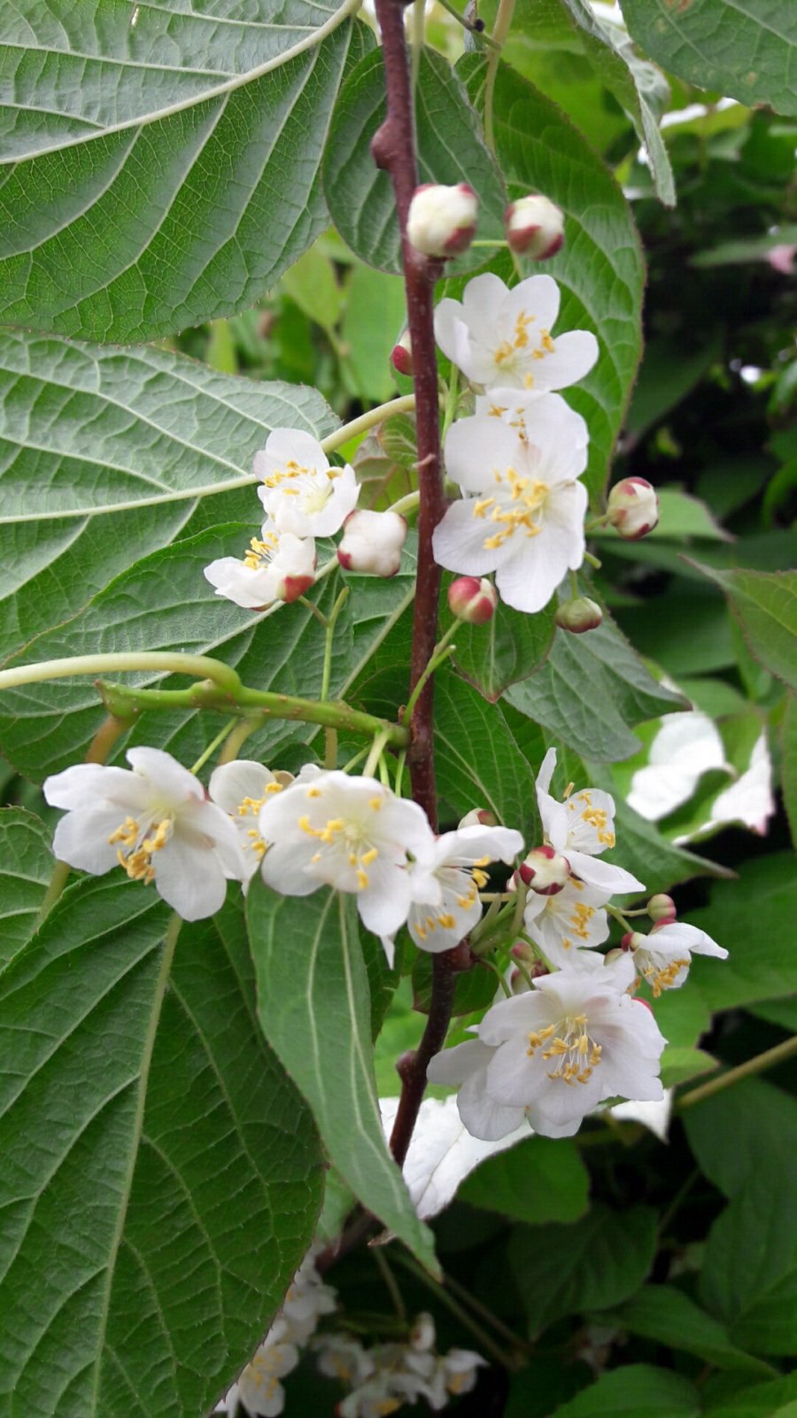 Актинидия аргута Лиана