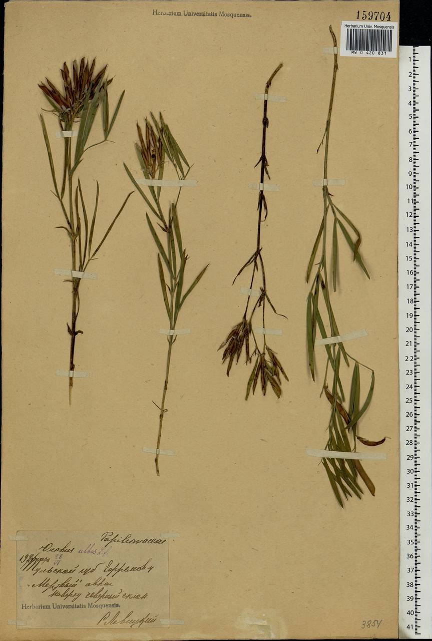 Чина венгерская гербарий