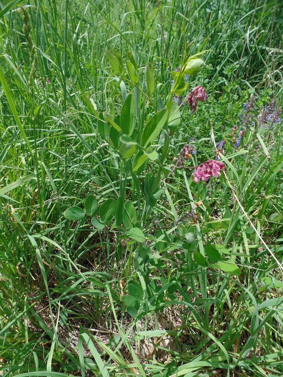 Чина венгерская