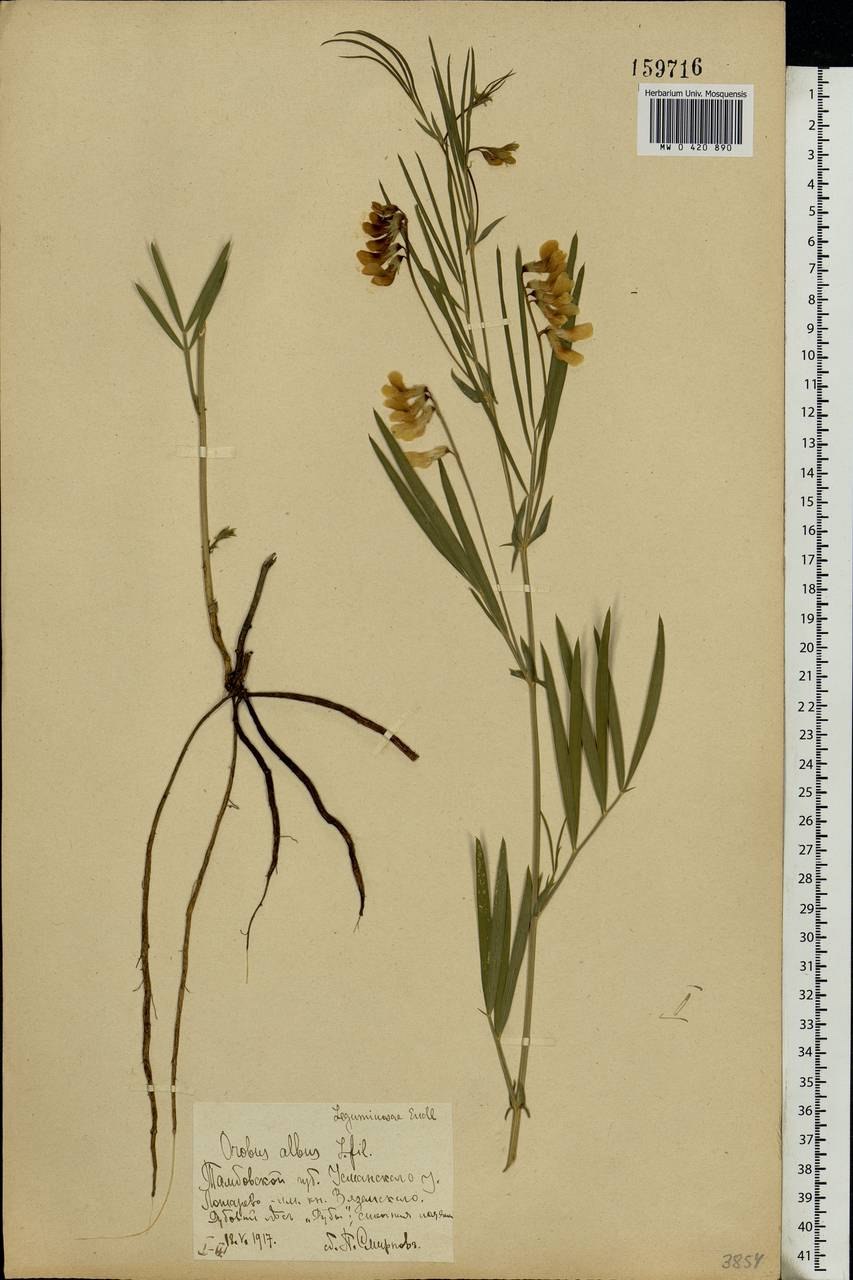 Чина венгерская гербарий