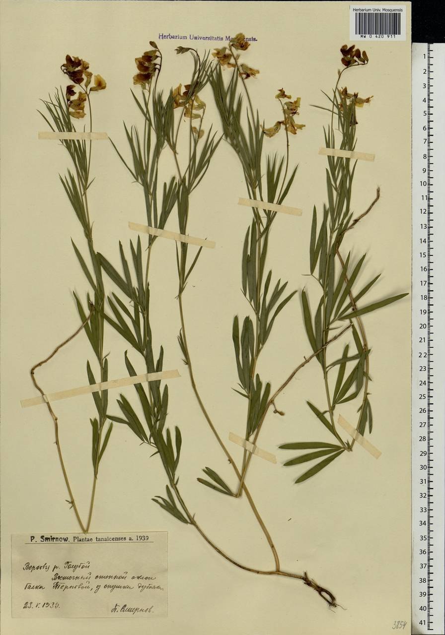 Фото Lathyrus pannonicus