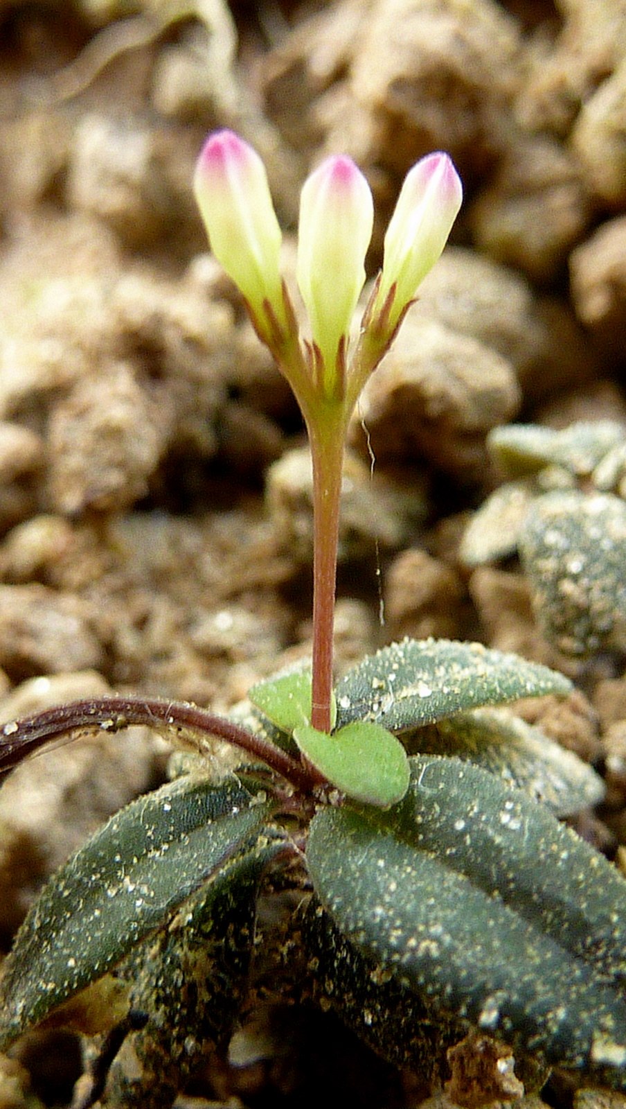 Старинные Ботанические Гравюры с птицами