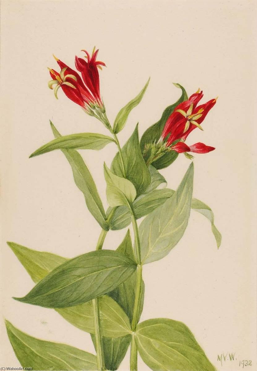 Спигелия (Spigelia)