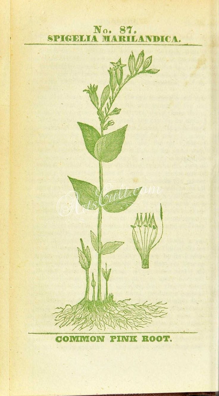 Спигелия растение рисунок