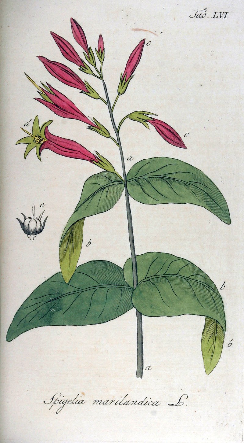Spigelia anthelmia
