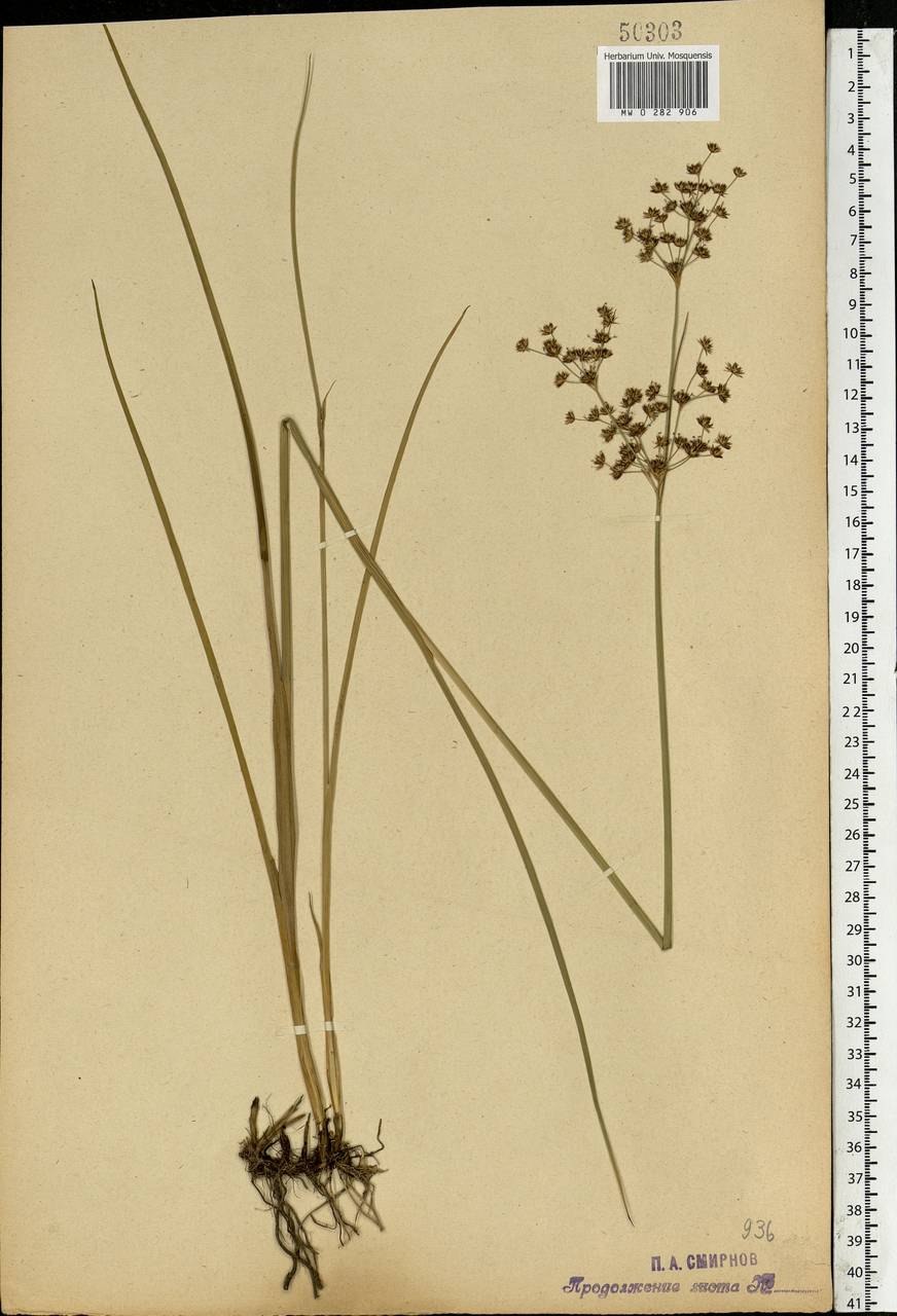 Ситник сплюснутый