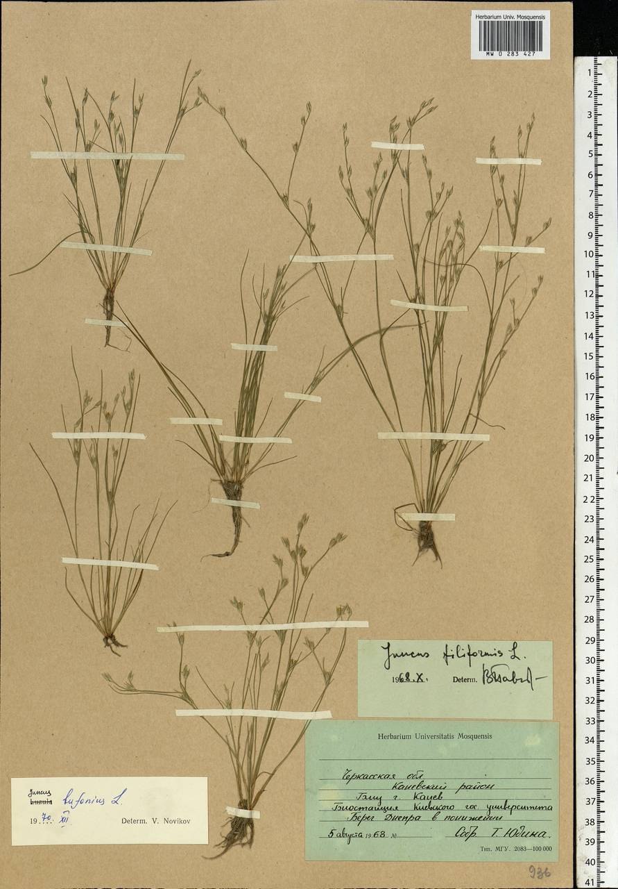 Ситник сплюснутый (Juncus compressus)