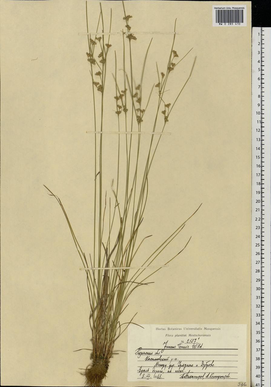 Ситник луковичный