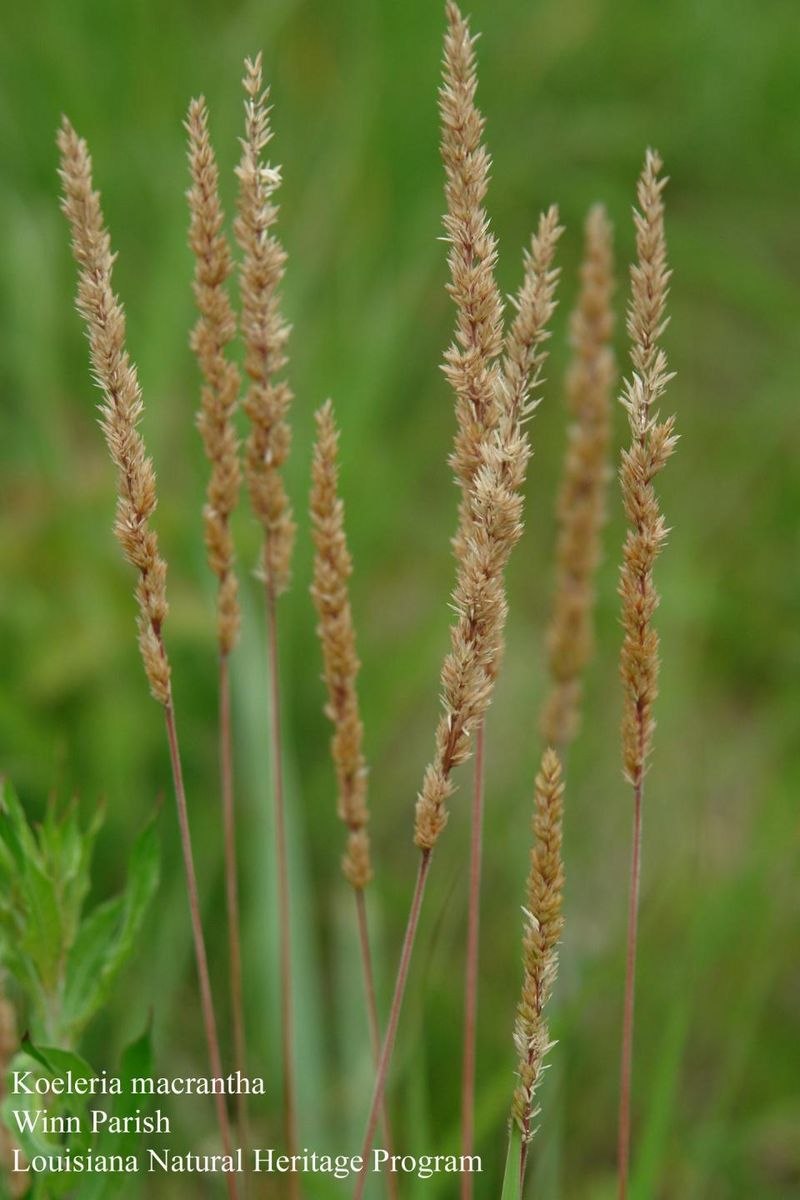 Koeleria macrantha