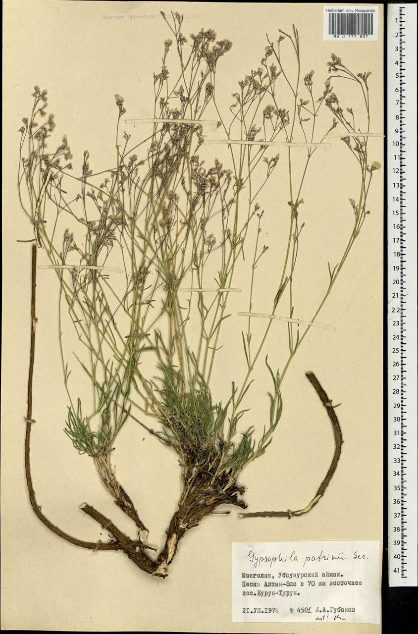 Качим уральский