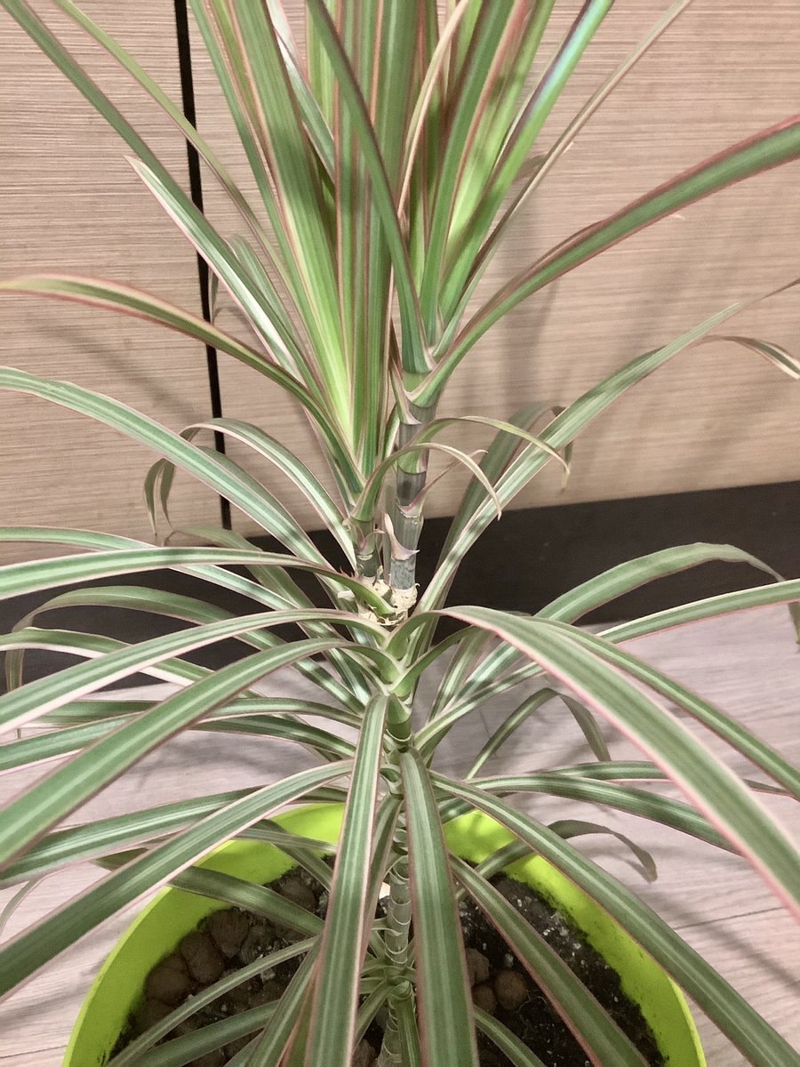 Драцена окаймлённая