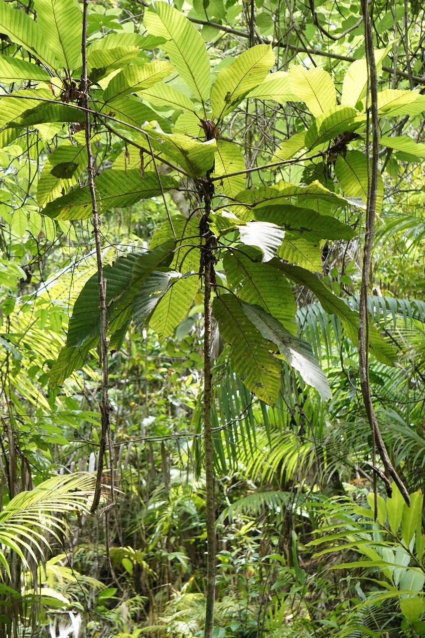Филиппины диптерокарповые