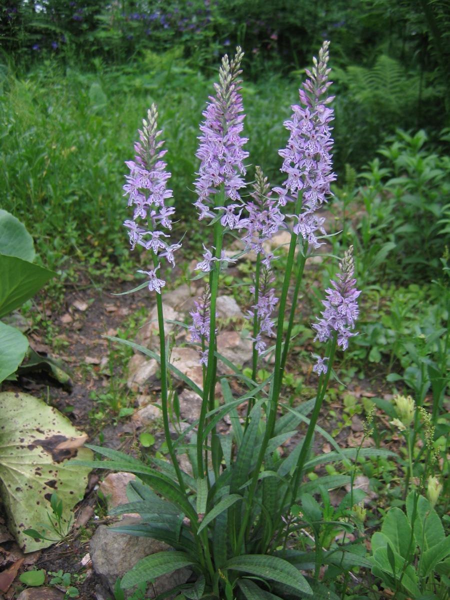 Ятрышник Балтийский