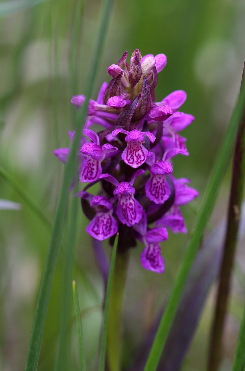 Пальчатокоренник Балтийский Dactylorhiza Baltica