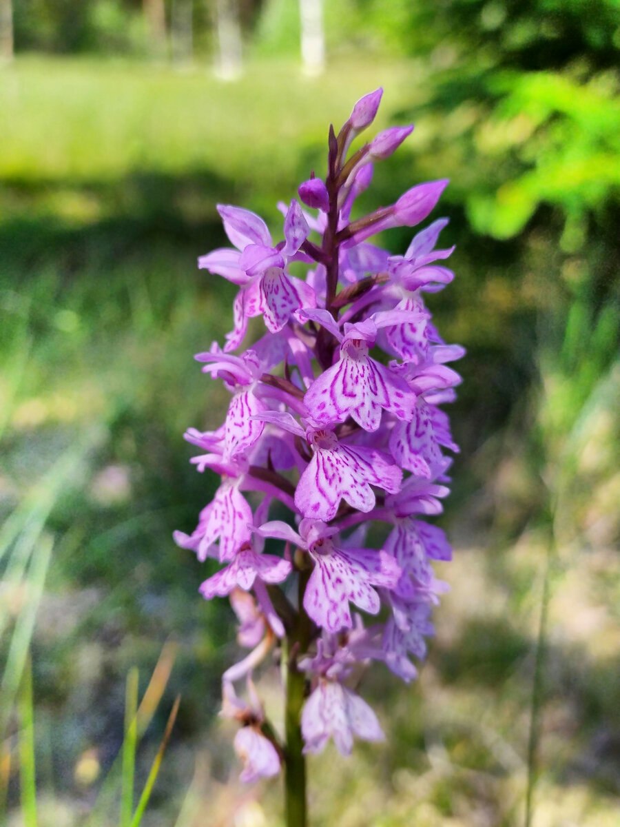 Пальчатокоренник Черноморский