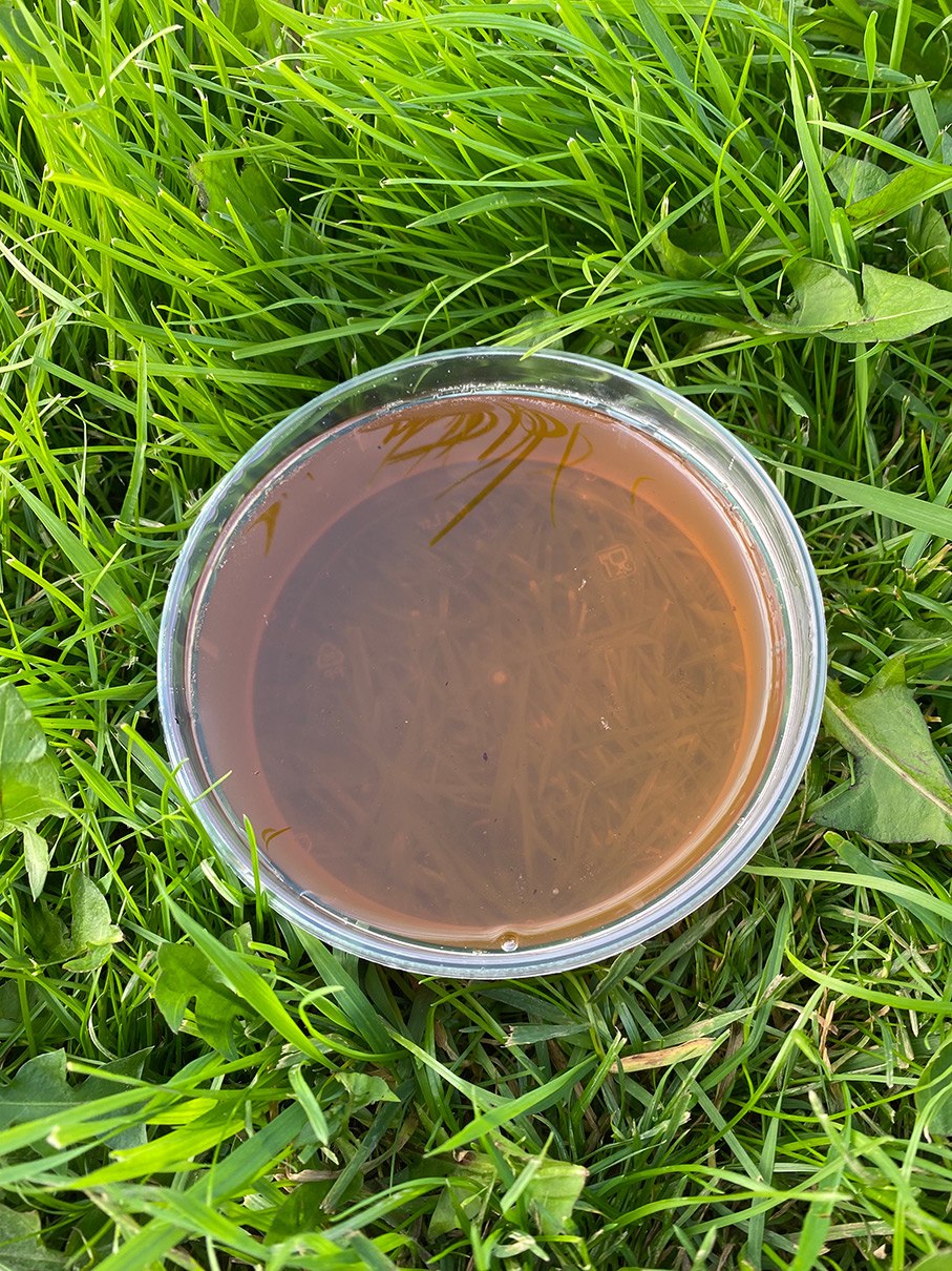 Боливийский кориандр