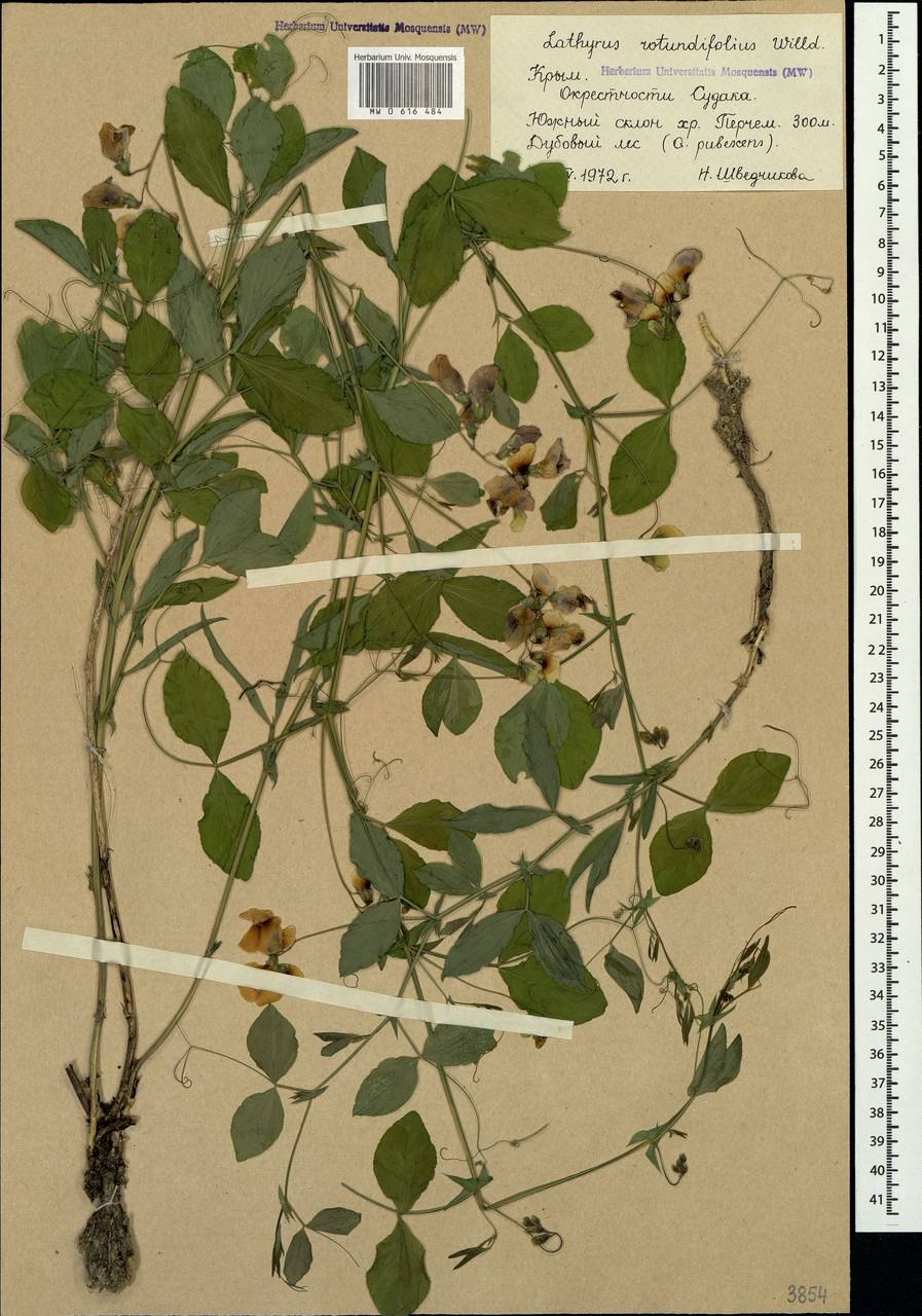 Pterostemon rotundifolius