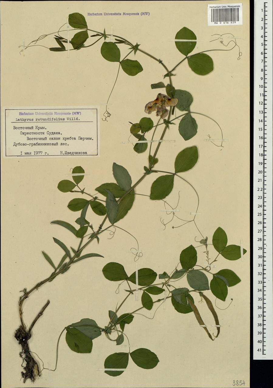 Pterostemon rotundifolius