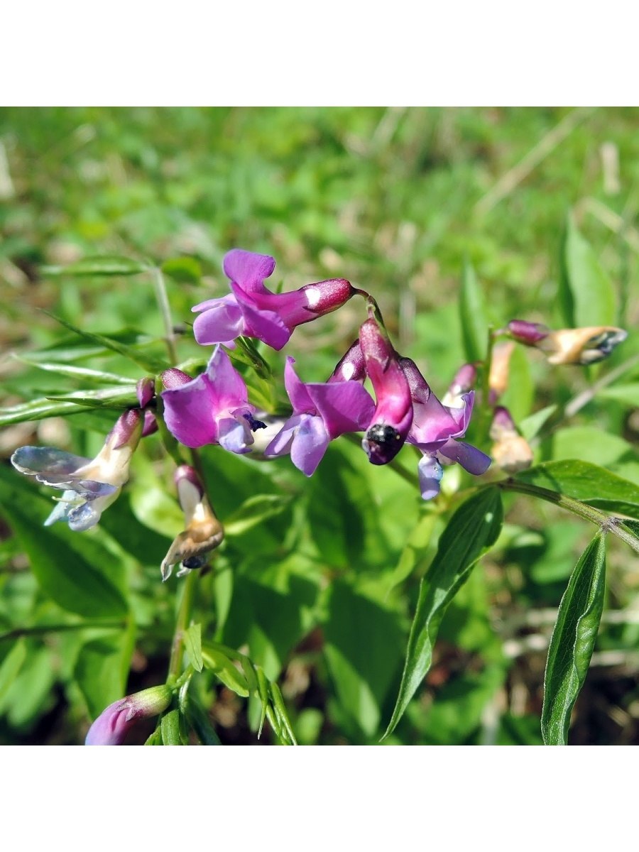 Чина круглолистная
