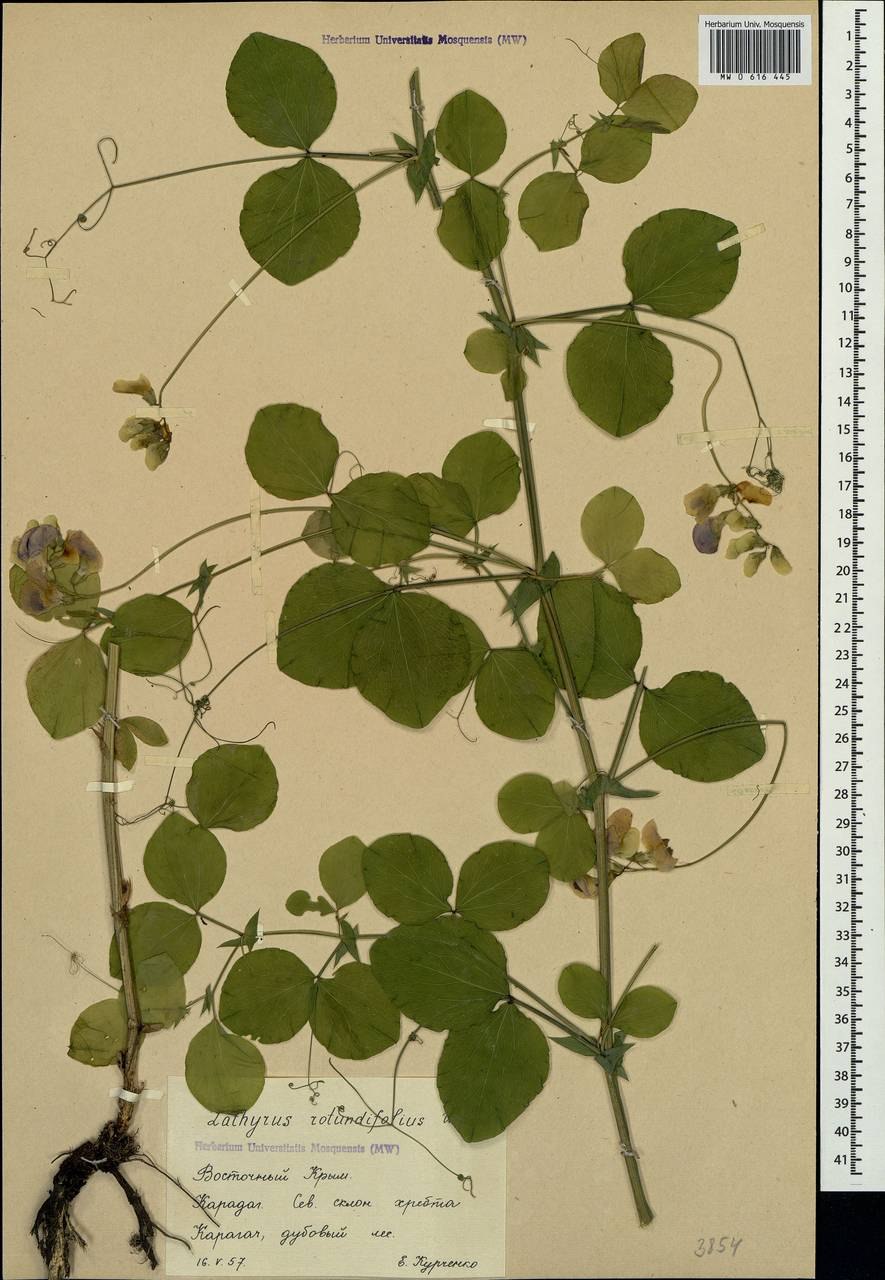 Чина клубненосная