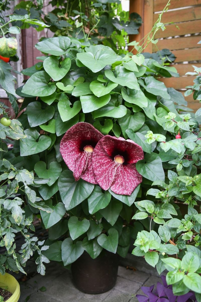 Кирказон гигантский