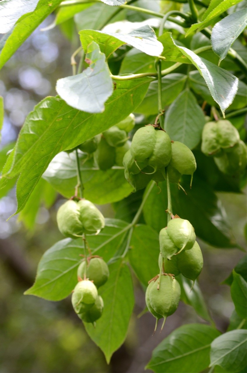 Клекачка перистая Staphylea pinnata