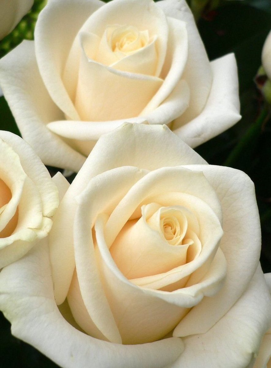 Красивый букет белых роз