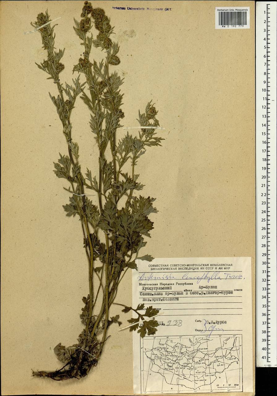Artemisia leucophylla