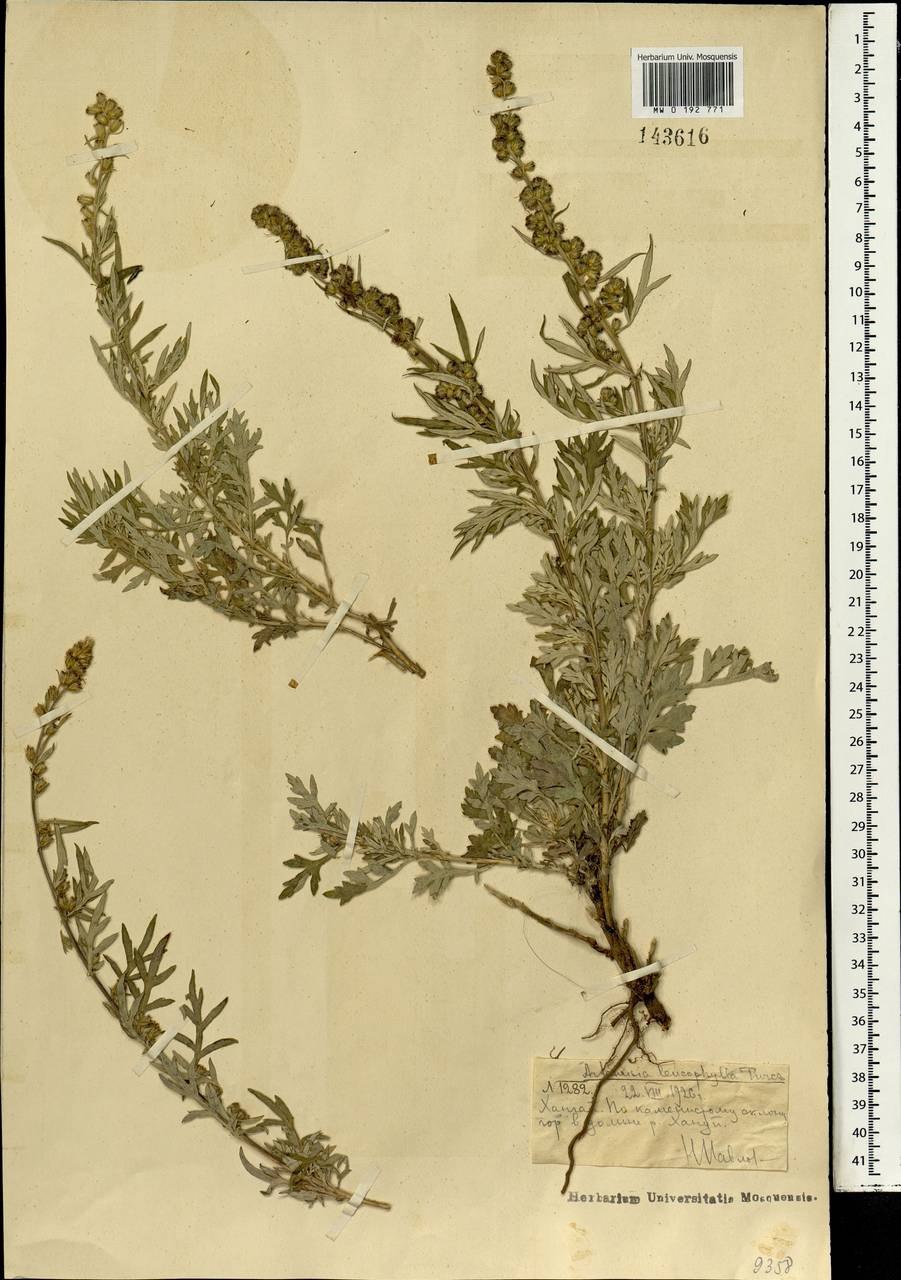 Artemisia selengensis Turcz