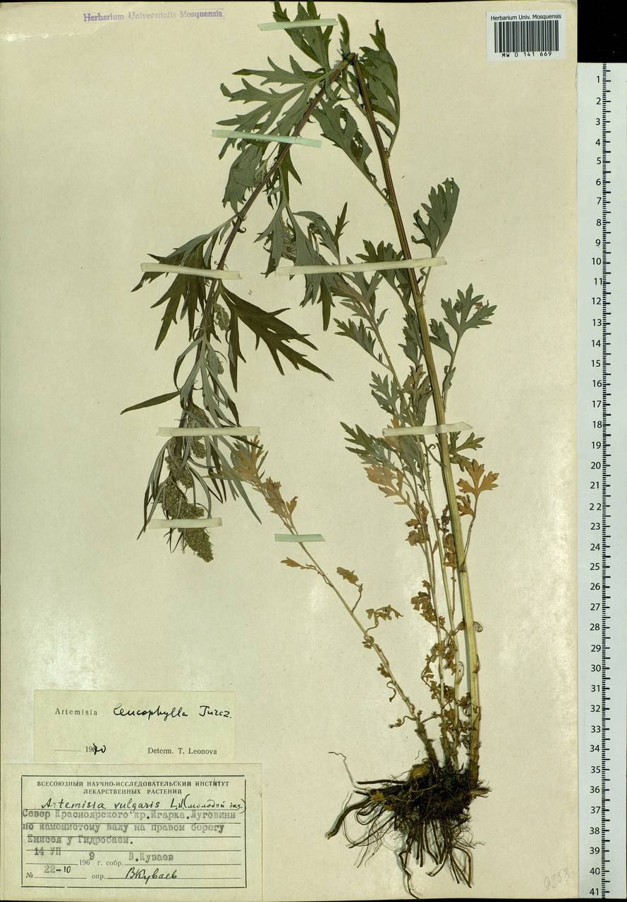 Artemisia selengensis Turcz