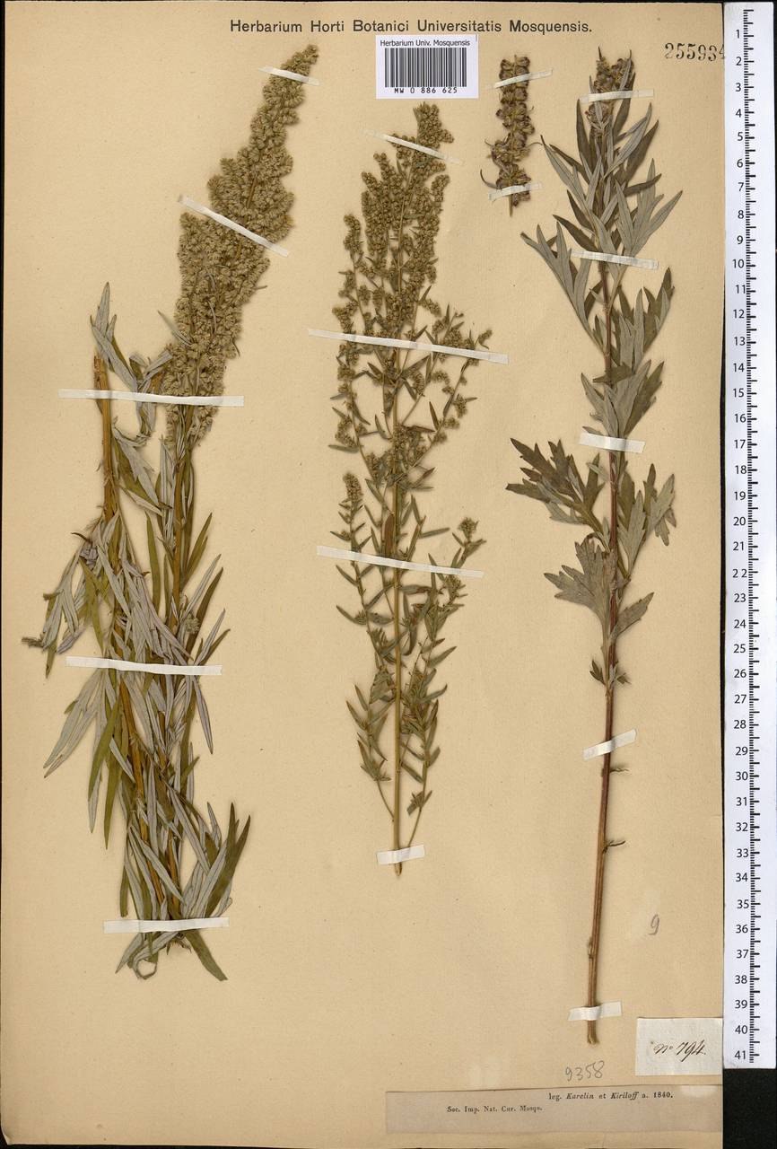 Полынь обыкновенная чернобыльник