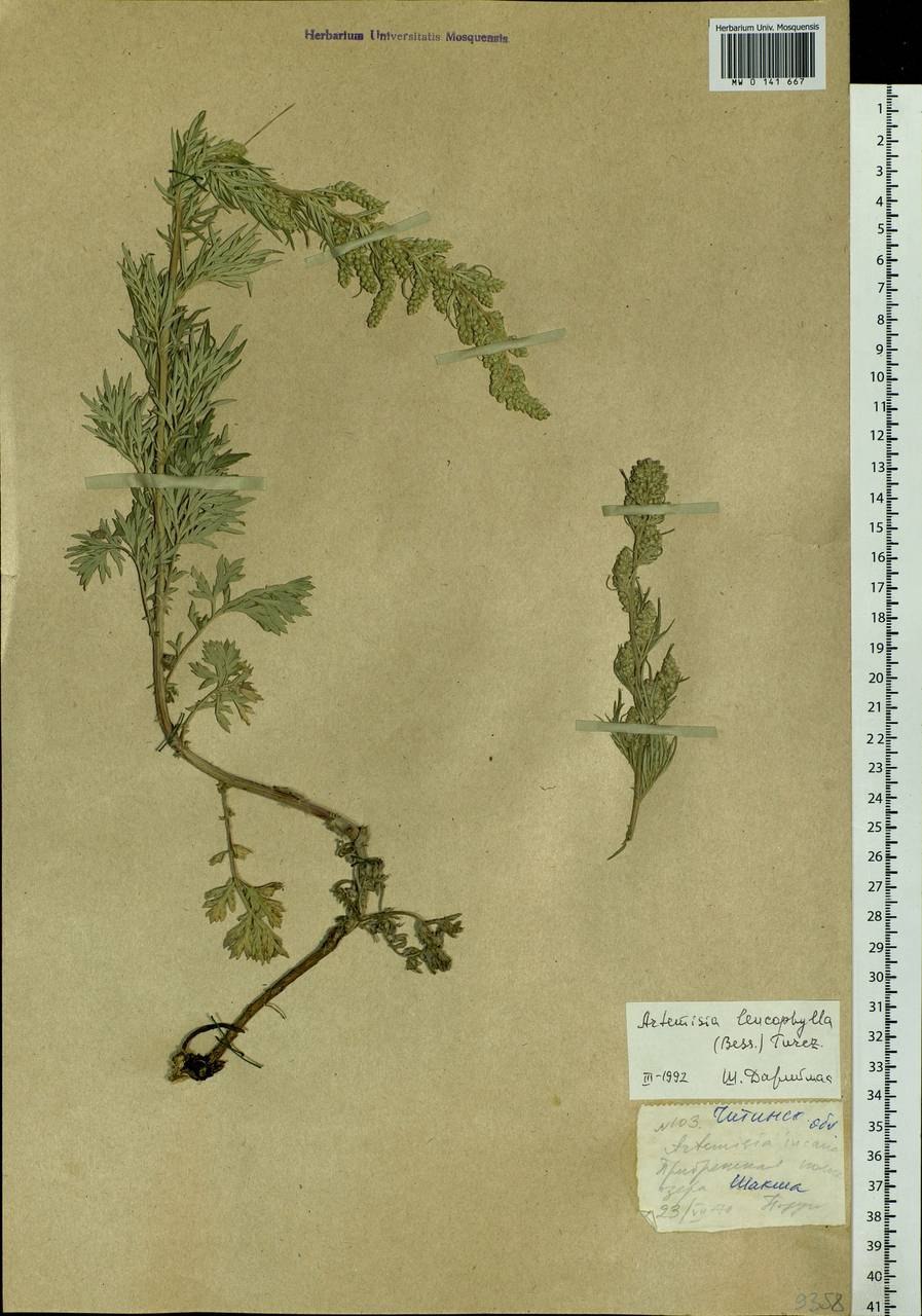 Полынь белолистная