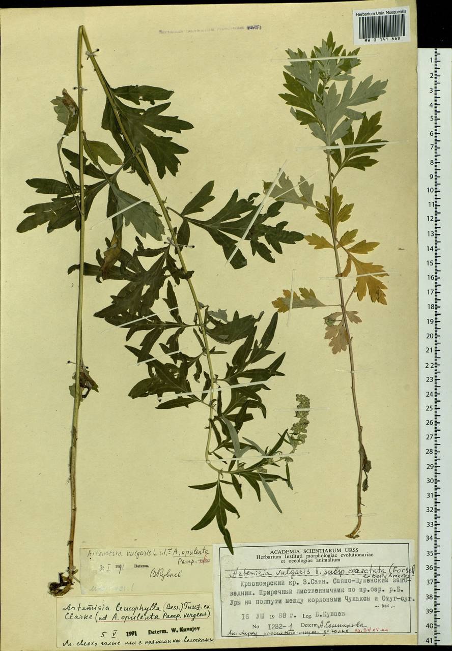 Artemisia leucophylla