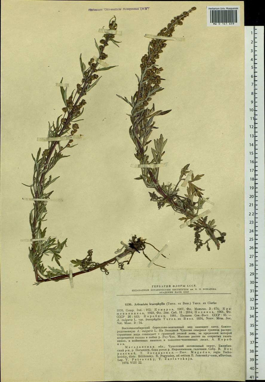 Полынь солончаковая