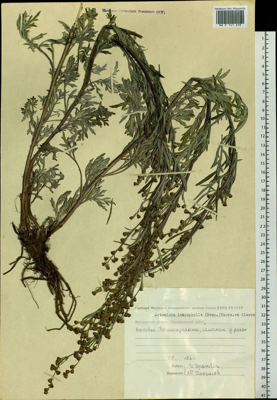 Полынь Artemisia Makana Silver