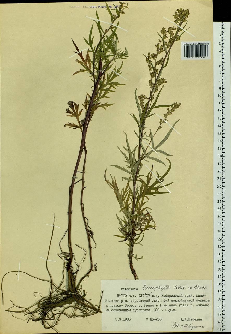 Полынь цитварная гербарий