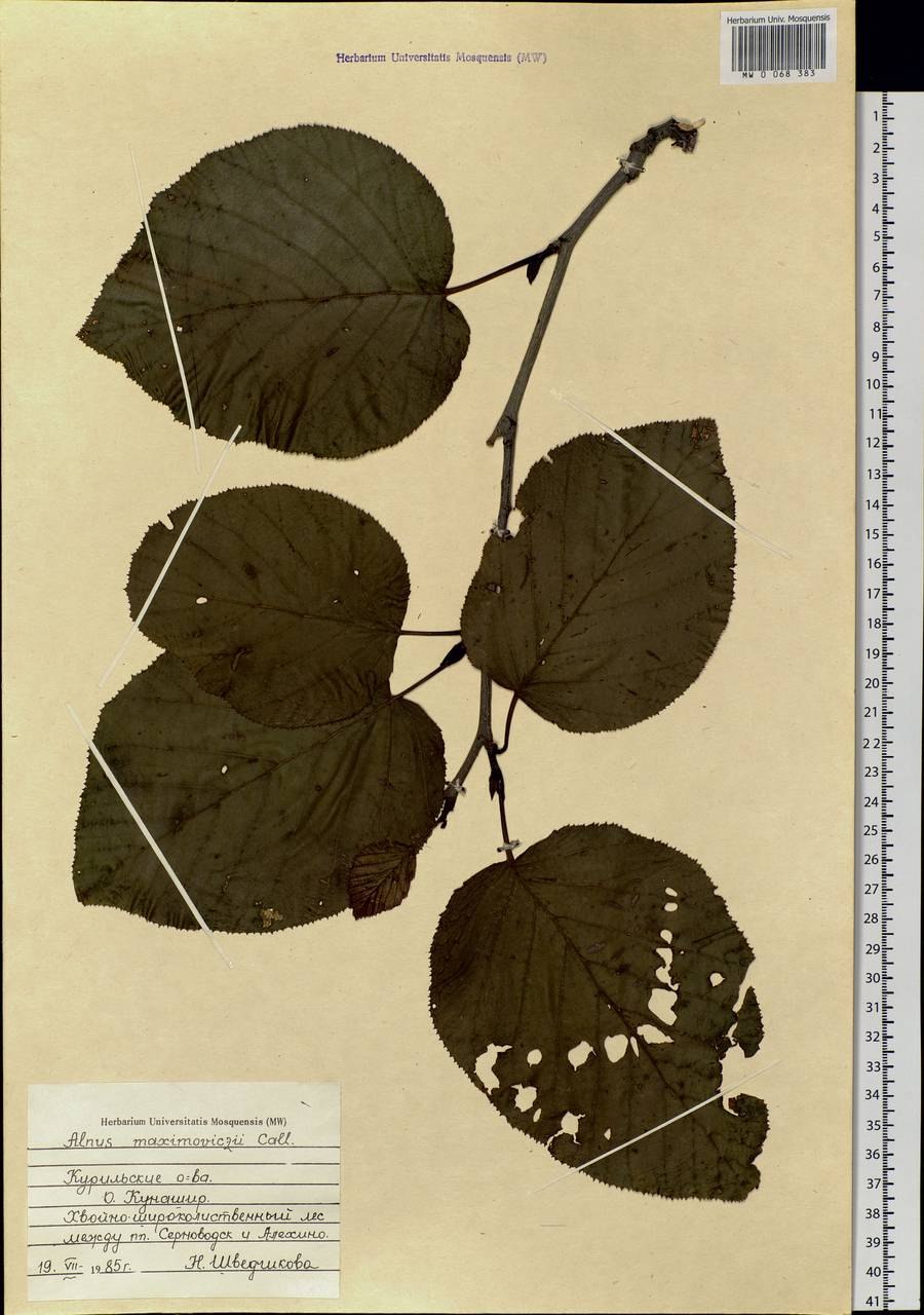 Ольха листья гербарий