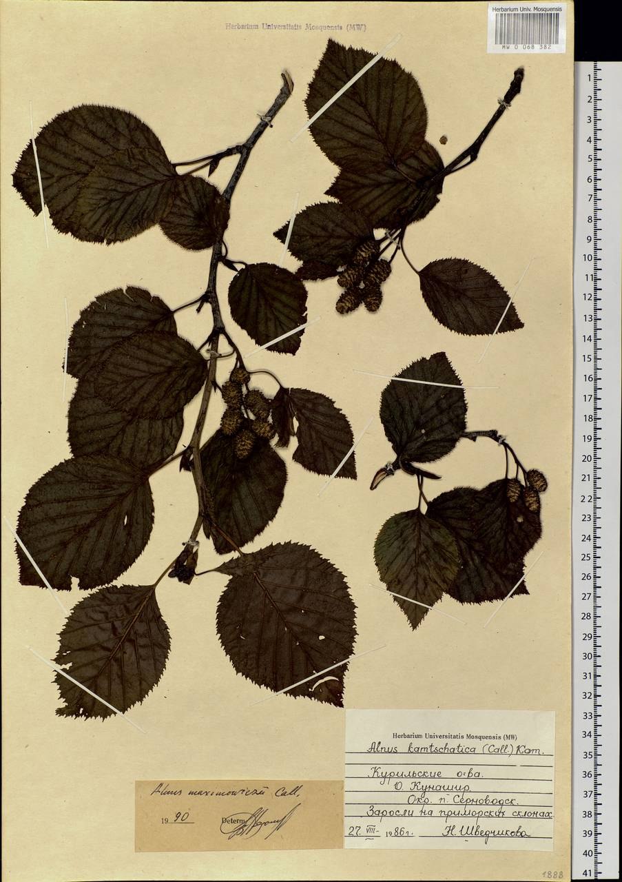 Ольха максимовича