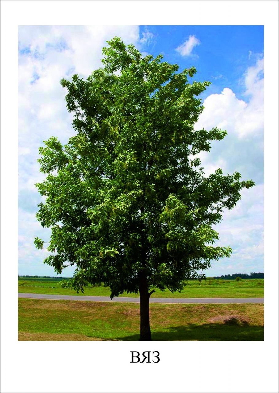 Вяз гладкий