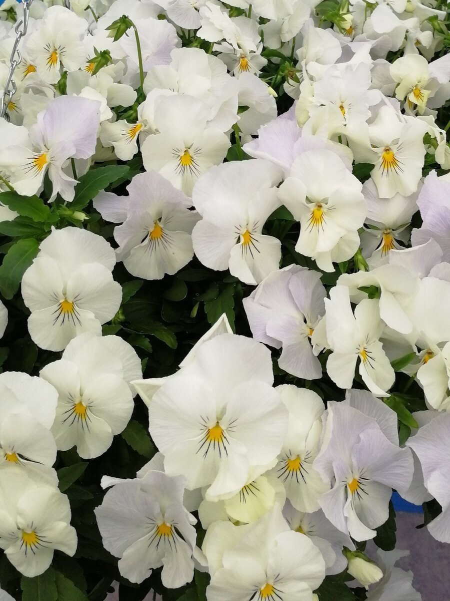 Фиалка белая