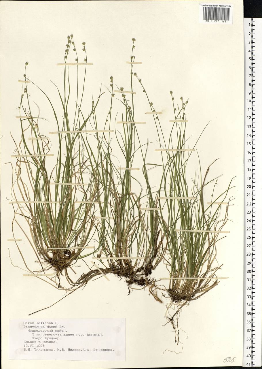 Осока толстостолбиковая