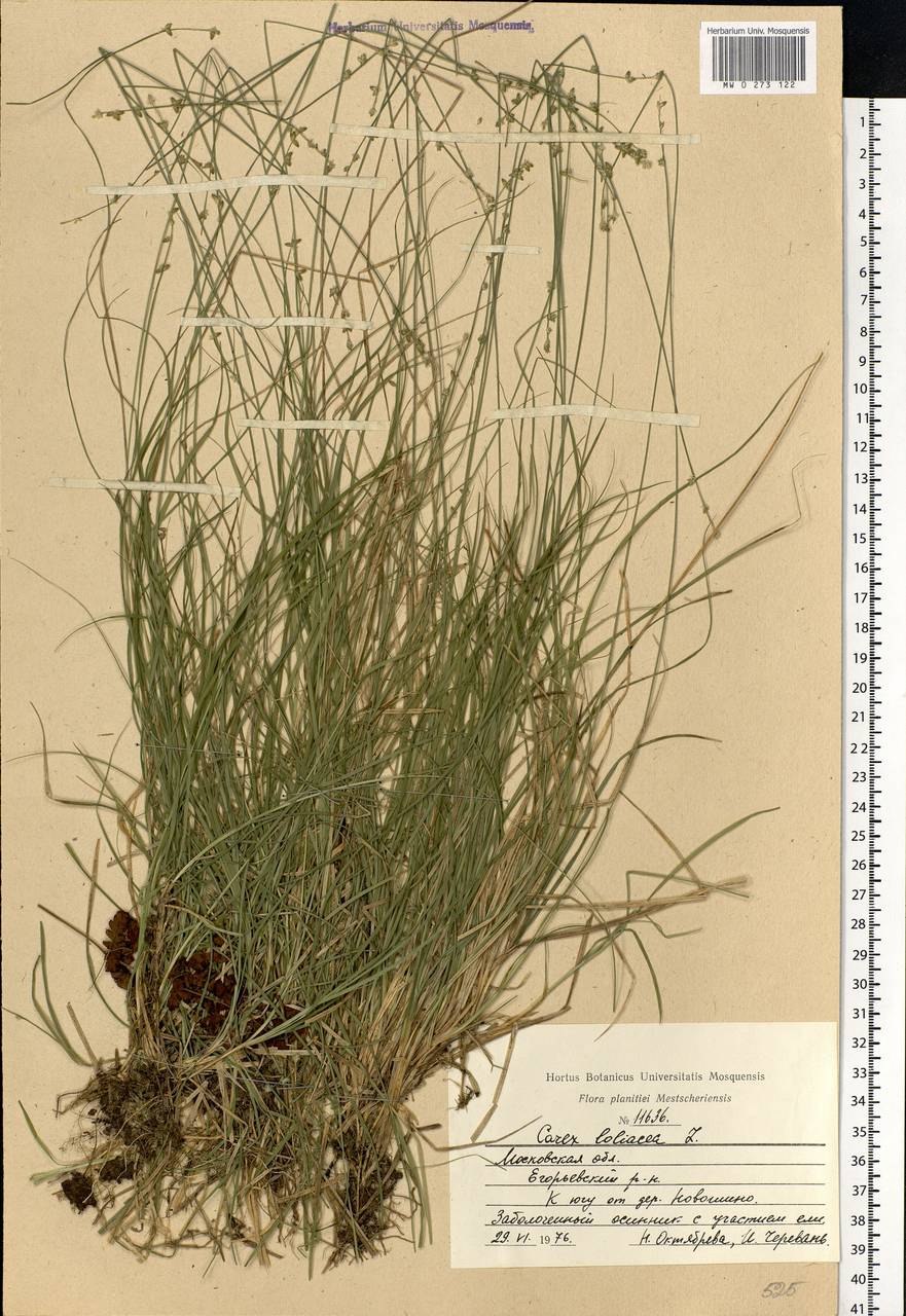 Осока головчатая