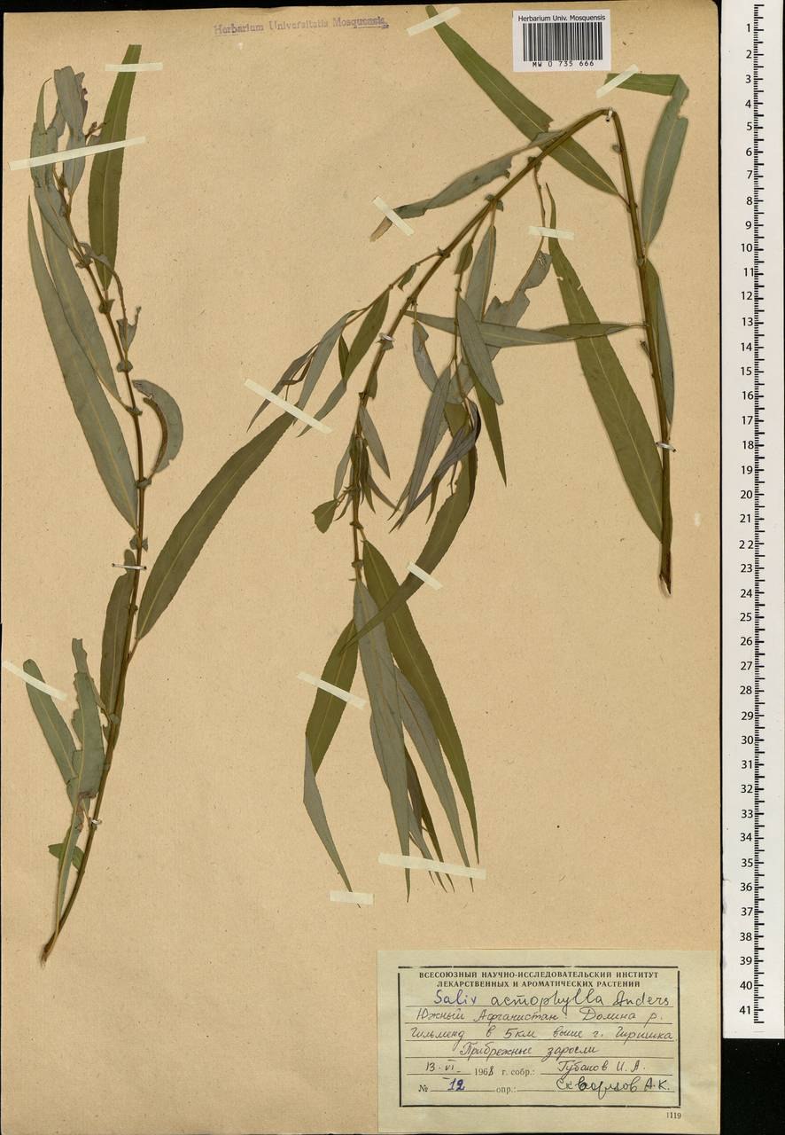 Ива иглолистная