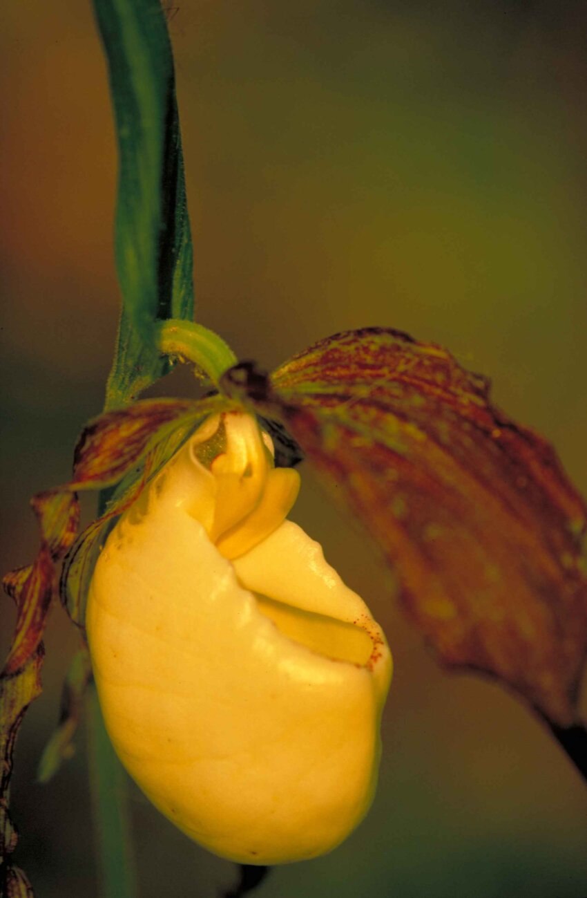 Венерин башмачок - Cypripedium