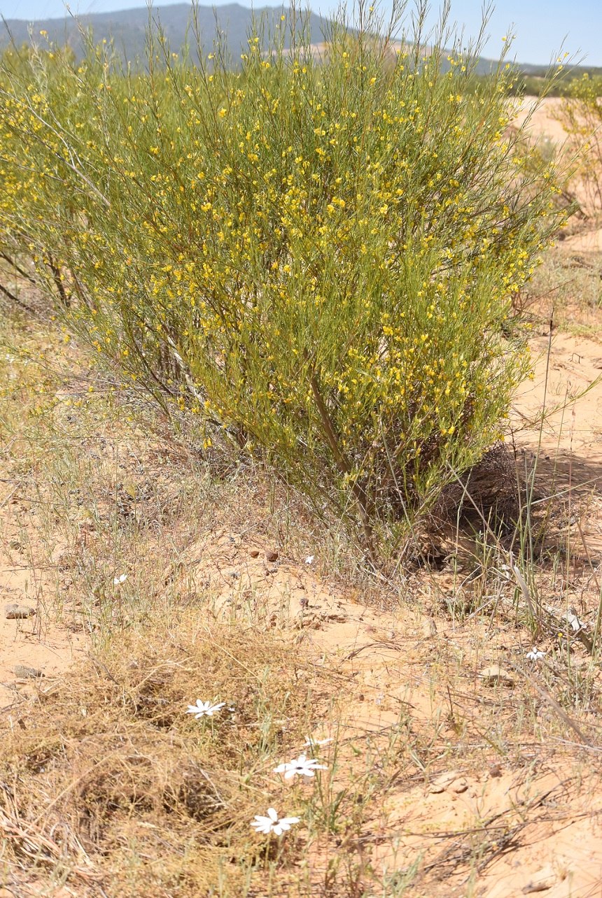 Аспалатус линейный в Африке