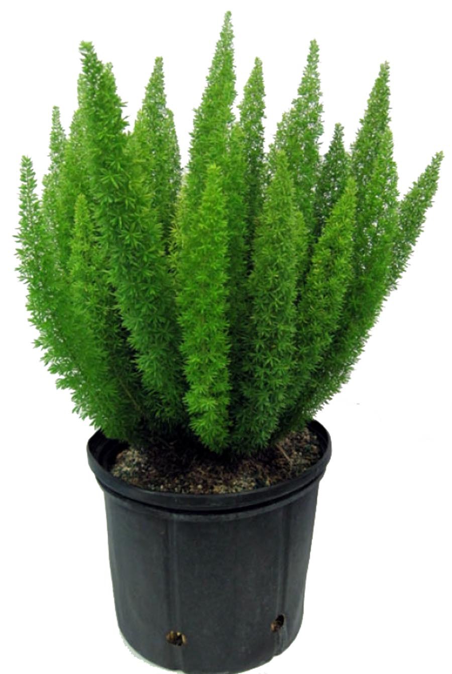 Ройбуш растение плантации