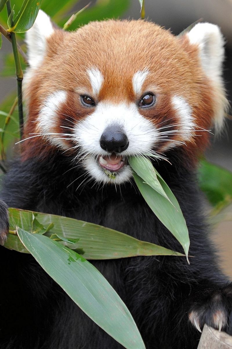 Морозник геллеборус